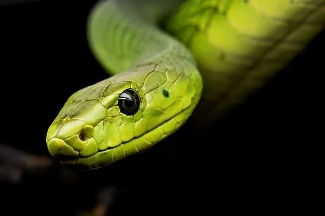 Sonhar com Cobra Preta: O que significa?